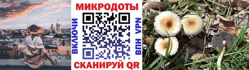 Купить где  Барыш  Галлюциногенные грибы Psilocybine cubensis 